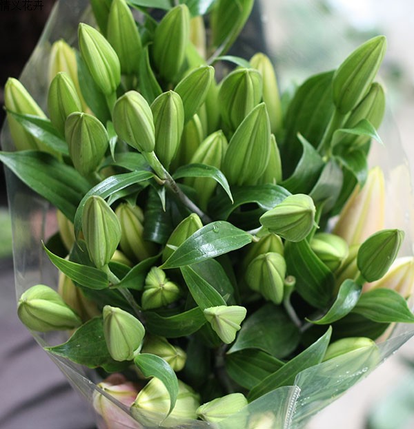 索尔邦百合花 - 云南芊花荟鲜花批发网,每日昆明斗南鲜花价格表市场